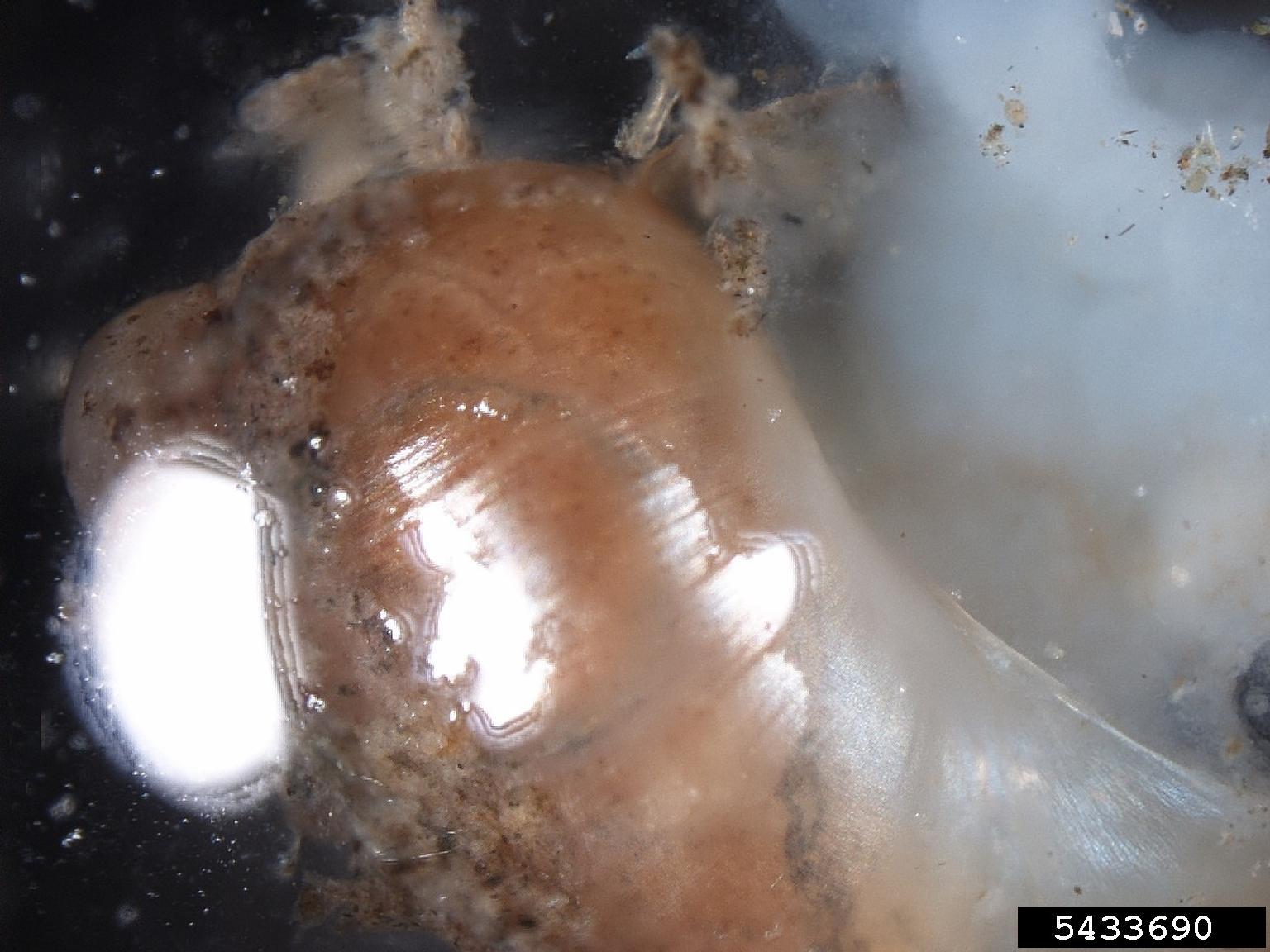 amber snails (Genus Succinea)