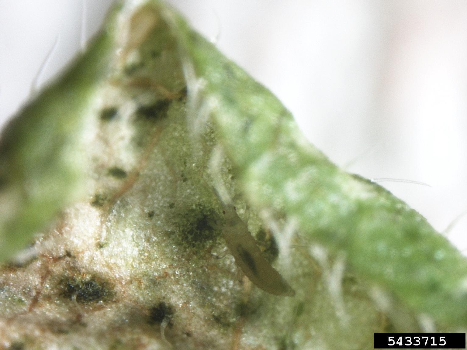 onion thrips, Thrips tabaci (Thysanoptera Thripidae) 5433715