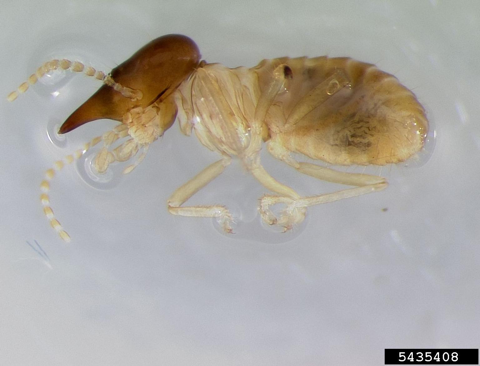 tree termite, Nasutitermes costalis (Isoptera: Termitidae) - 5435408