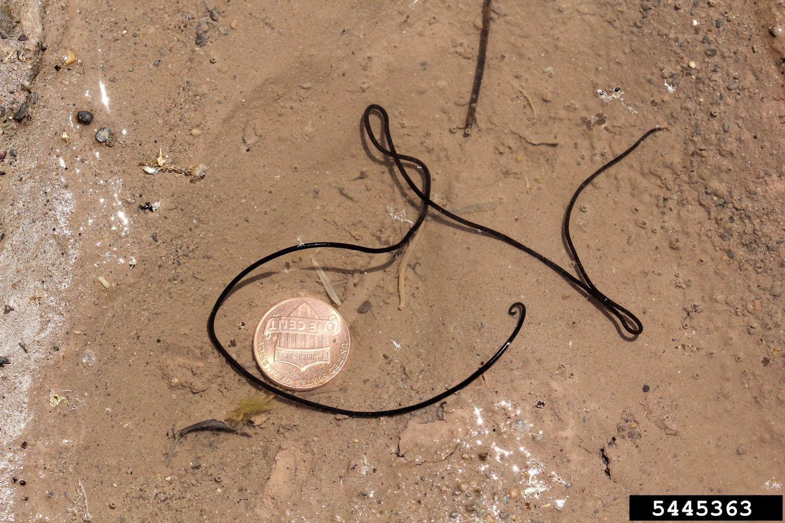 horsehair worms (order Gordioidea) (Order Gordioidea)