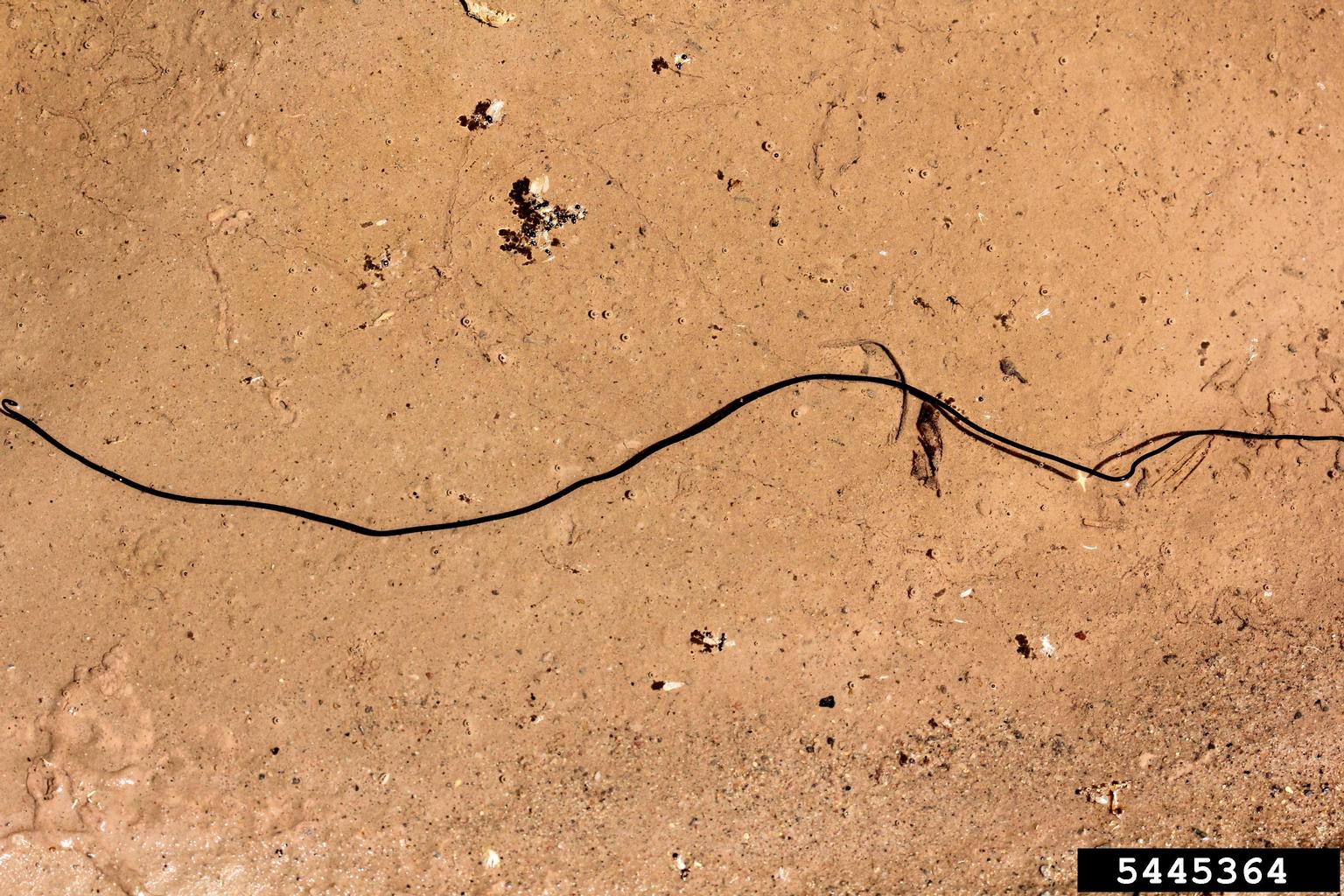 horsehair worms (order Gordioidea) (Order Gordioidea)