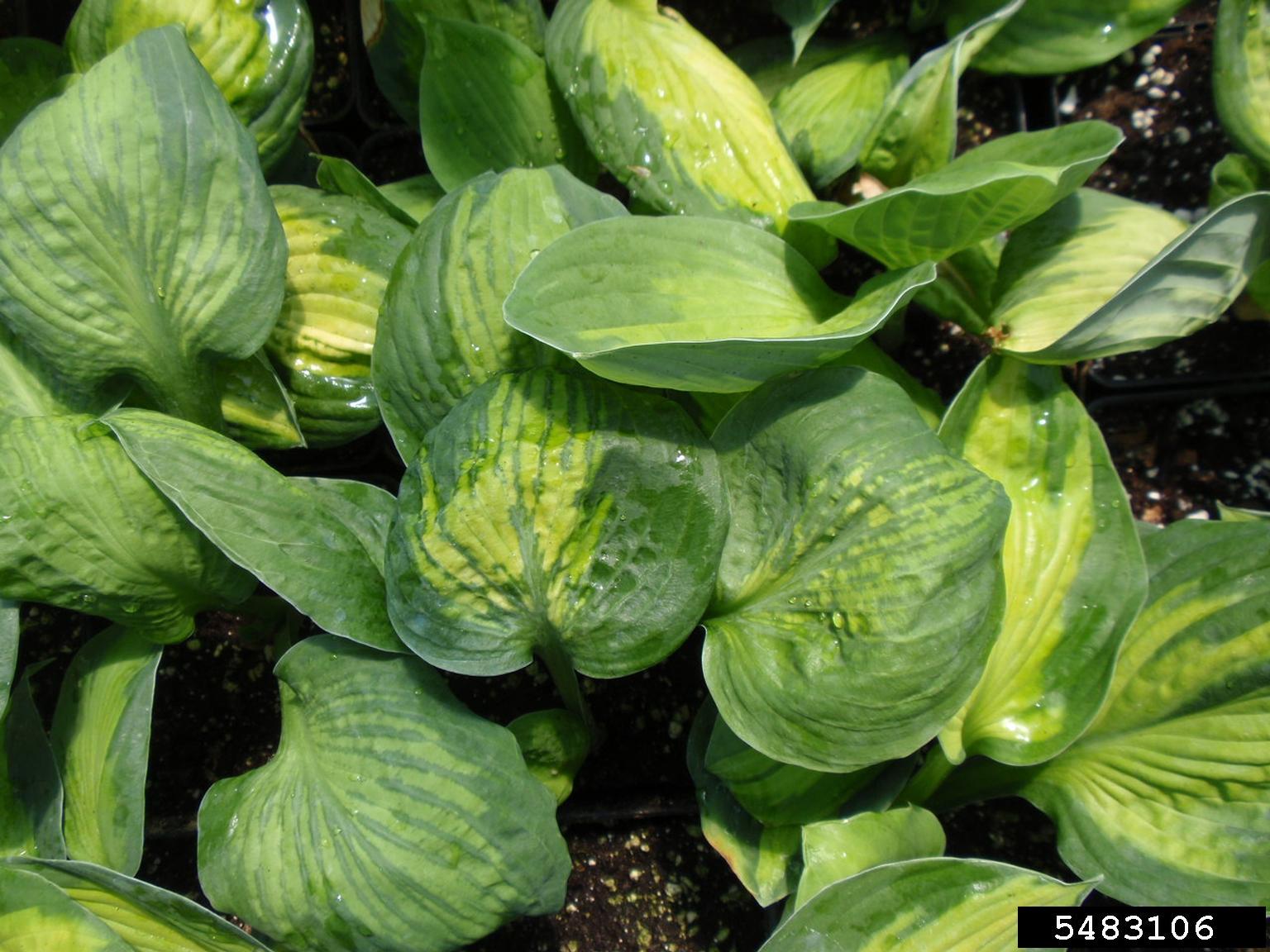 Hosta Virus X (Potexvirus Hosta Virus X (HVX))