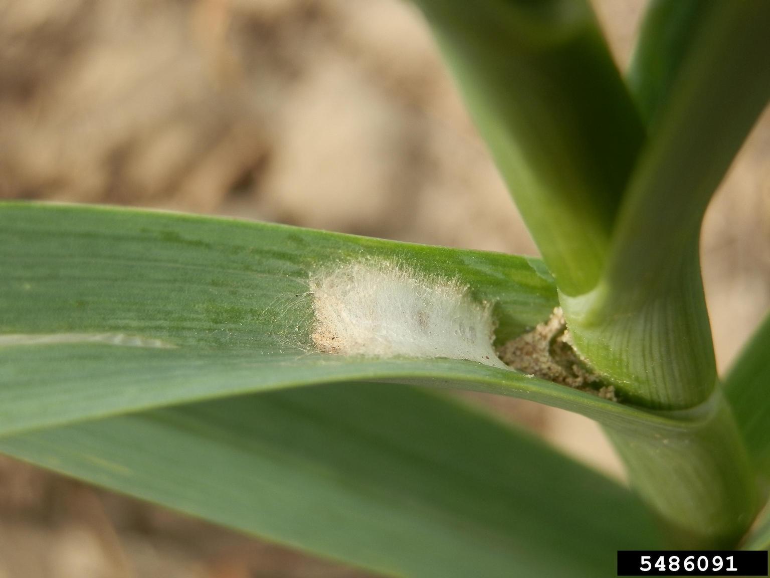 leek moth (Acrolepiopsis assectella ) on cultivated garlic (Allium