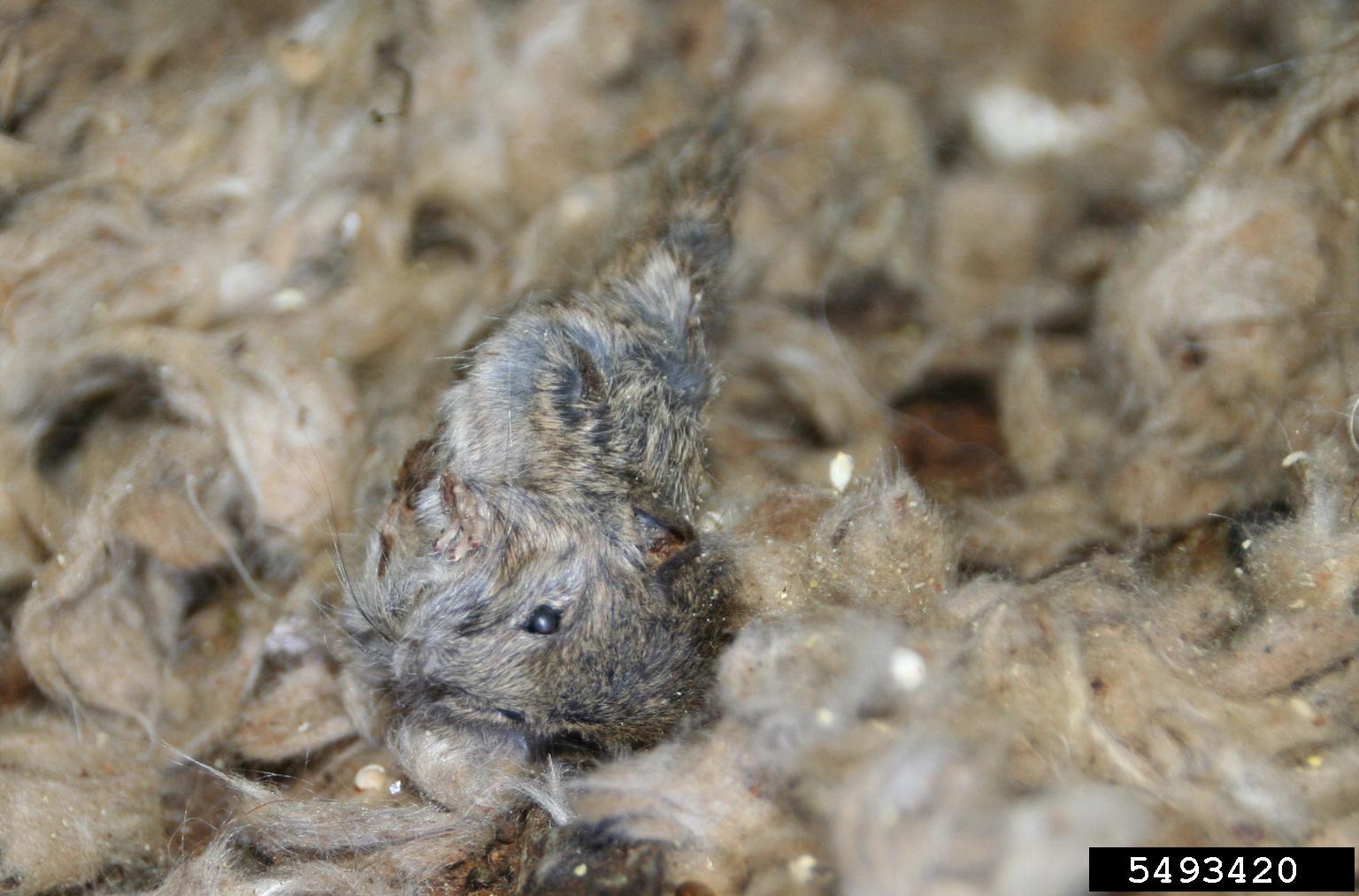 rat, vole, mouse (Family Muridae)