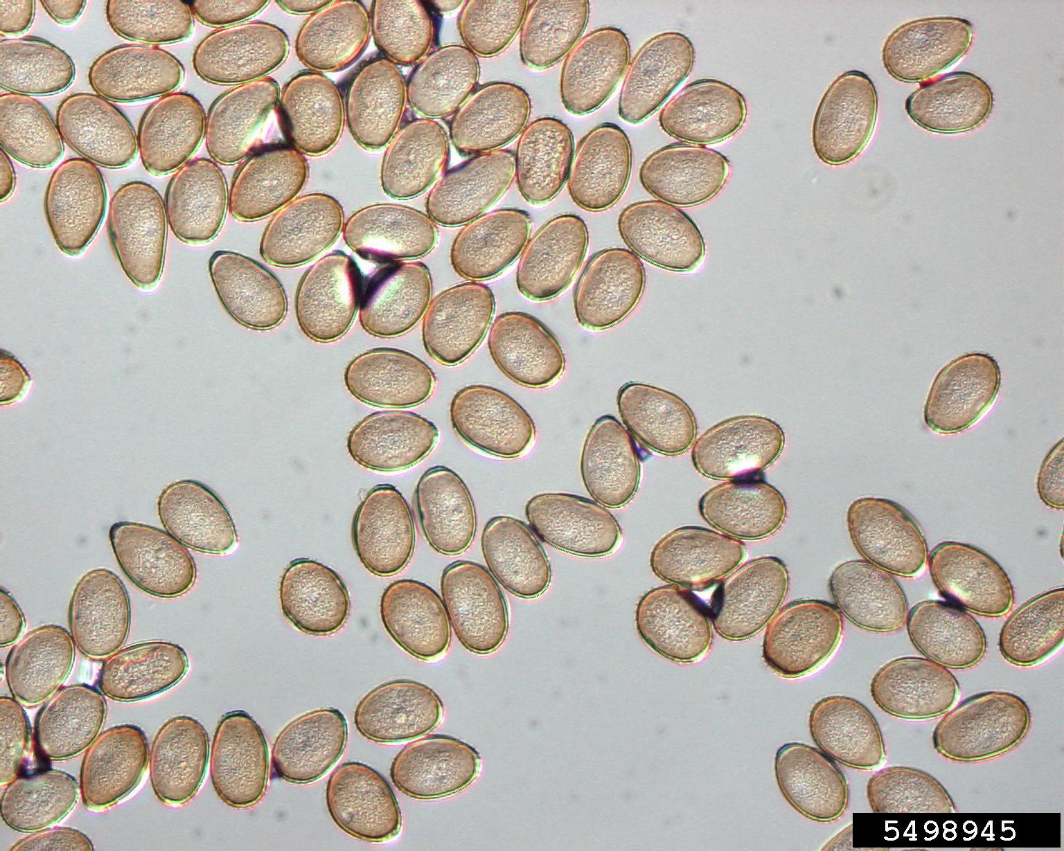 sagebrush (Genus Artemisia)