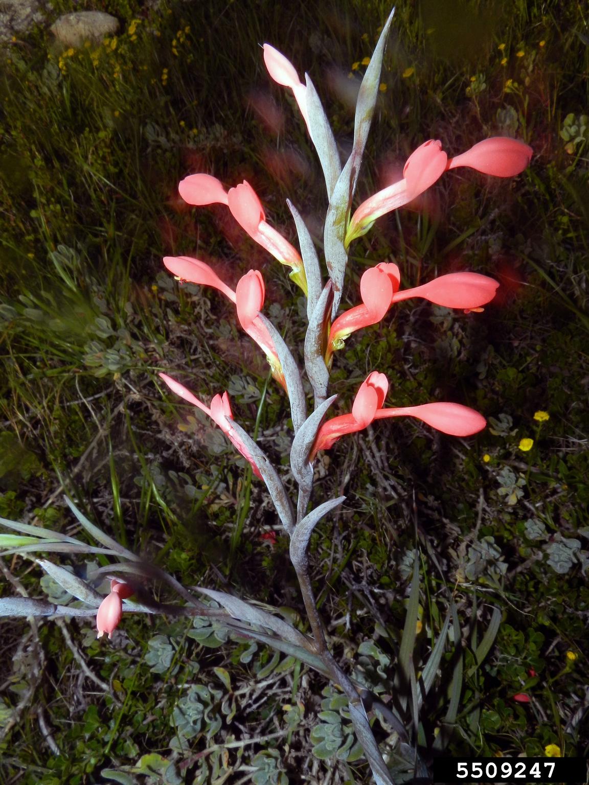 Gladiolus Gladiolus Cunonius 