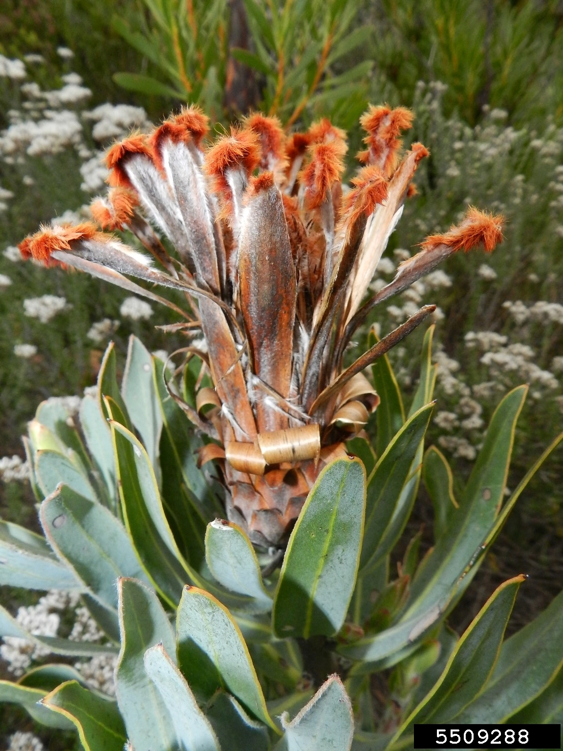 protea (Protea speciosa)