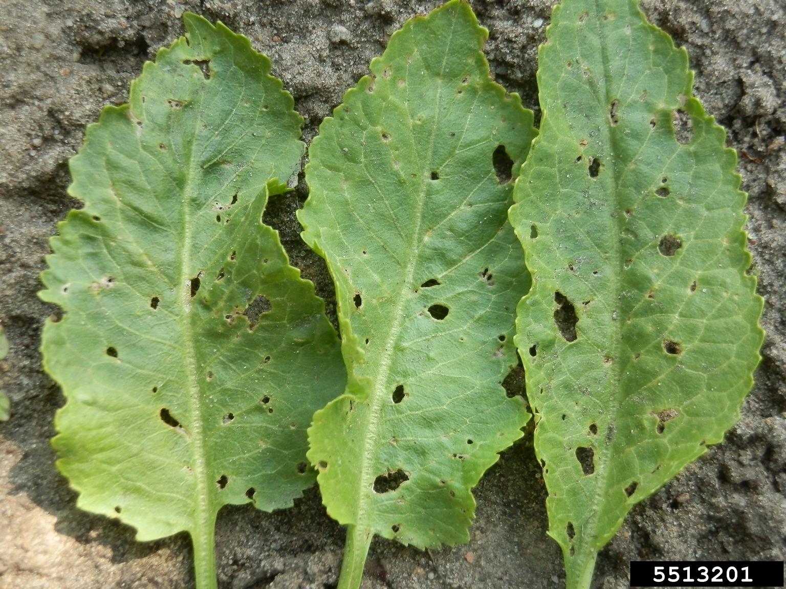 horseradish flea beetle (Phyllotreta armoraciae)
