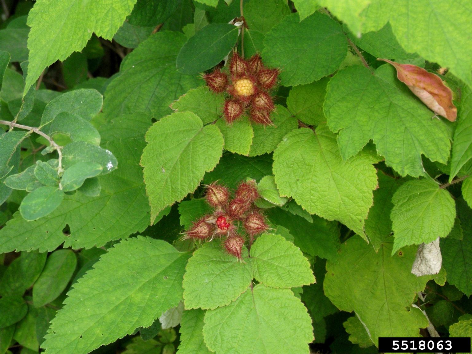 wine raspberry, Rubus phoenicolasius (Rosales Rosaceae) 5518063
