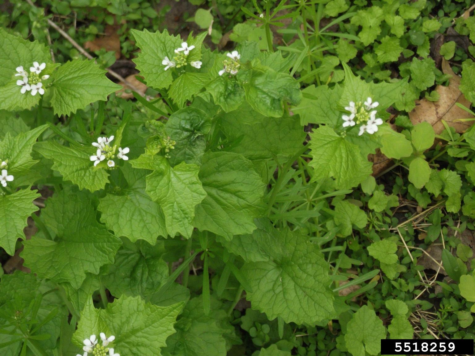 garlic mustard (Alliaria petiolata)