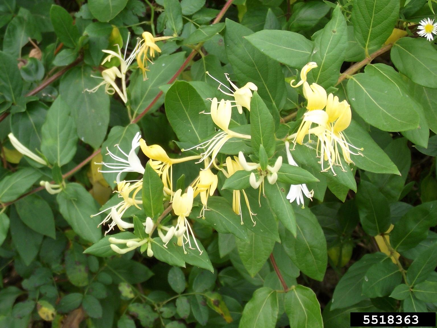 Japanese honeysuckle (Lonicera japonica)