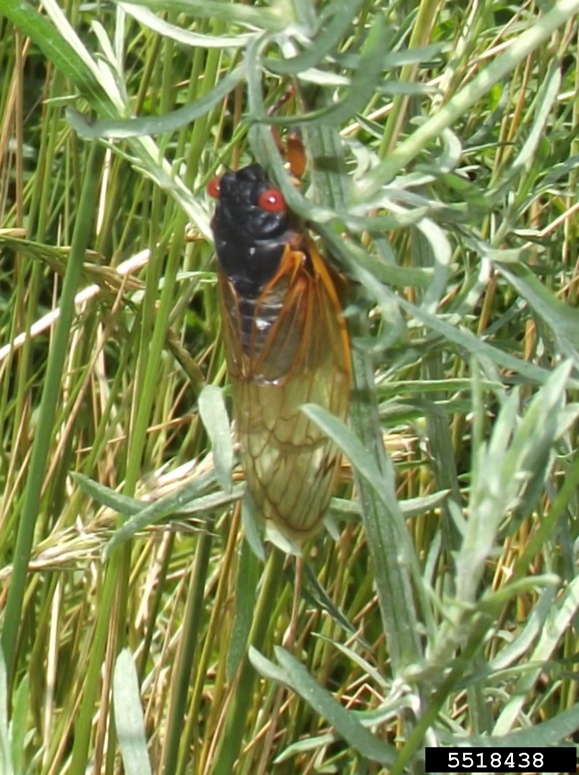 cicadas (Family Cicadidae)