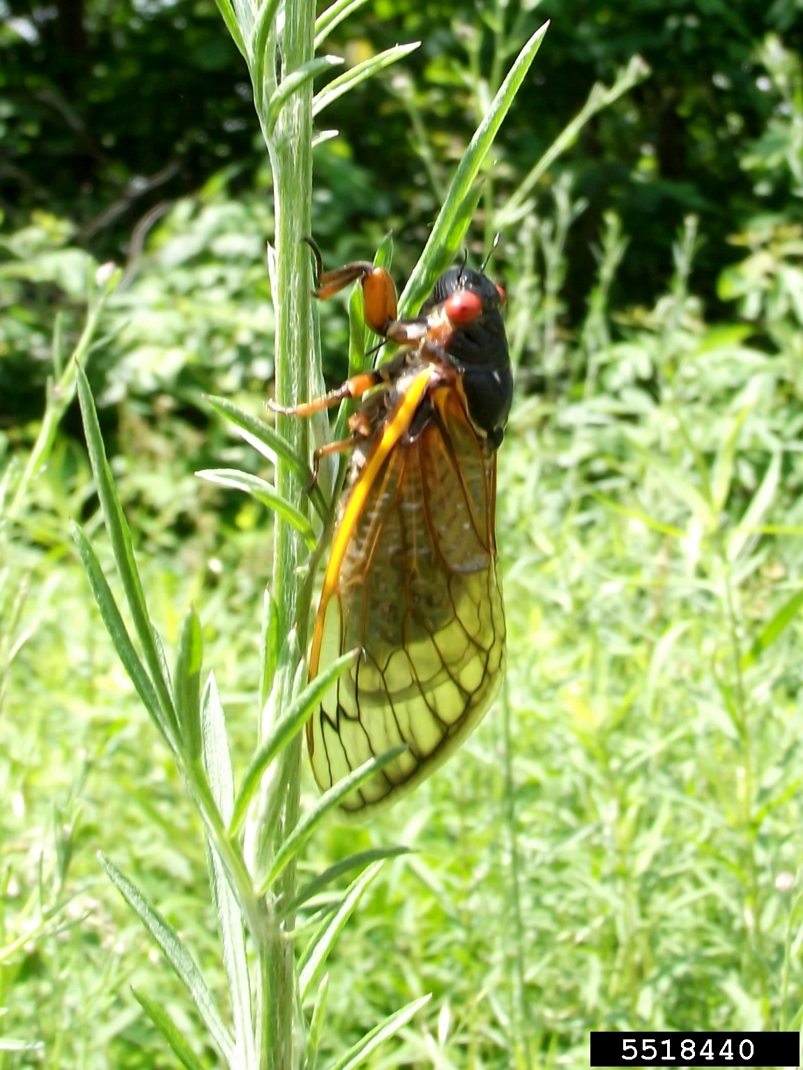 cicadas (Family Cicadidae)