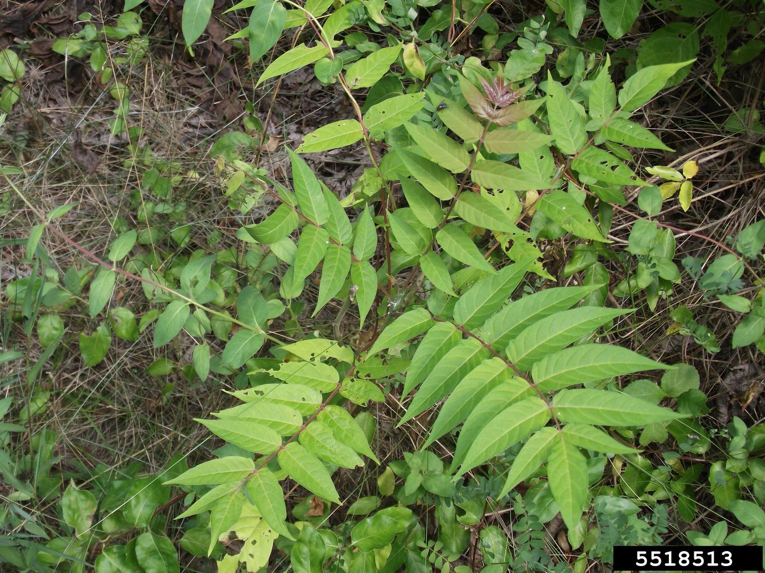 treeofheaven (Ailanthus altissima)