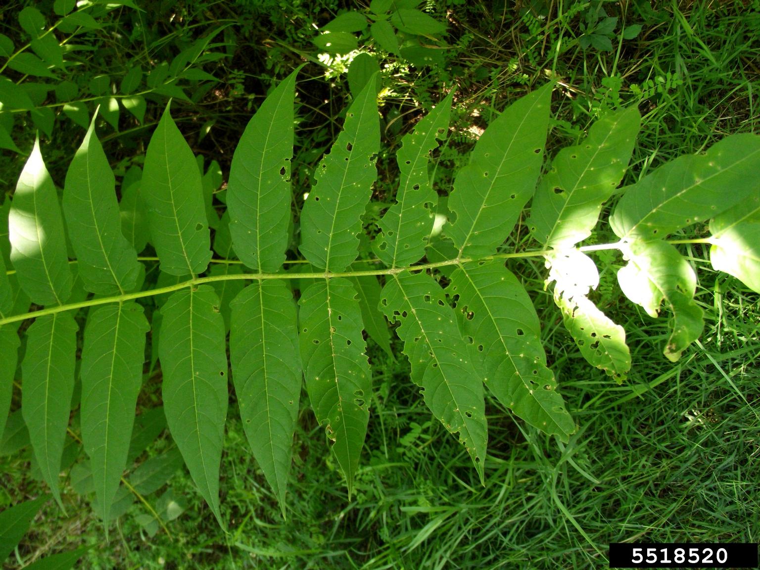 treeofheaven (Ailanthus altissima)