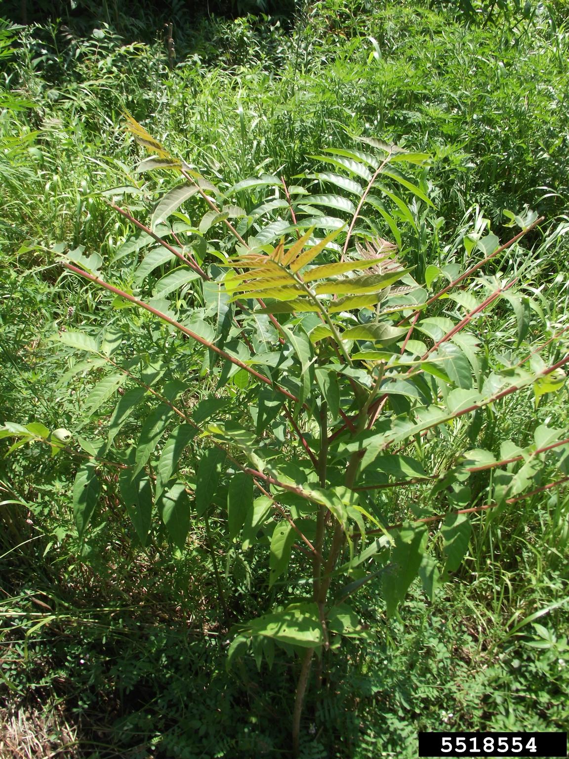 treeofheaven (Ailanthus altissima)