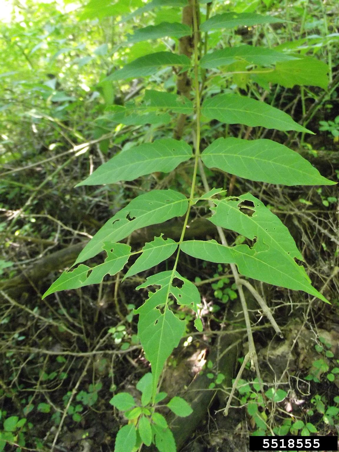 treeofheaven (Ailanthus altissima)