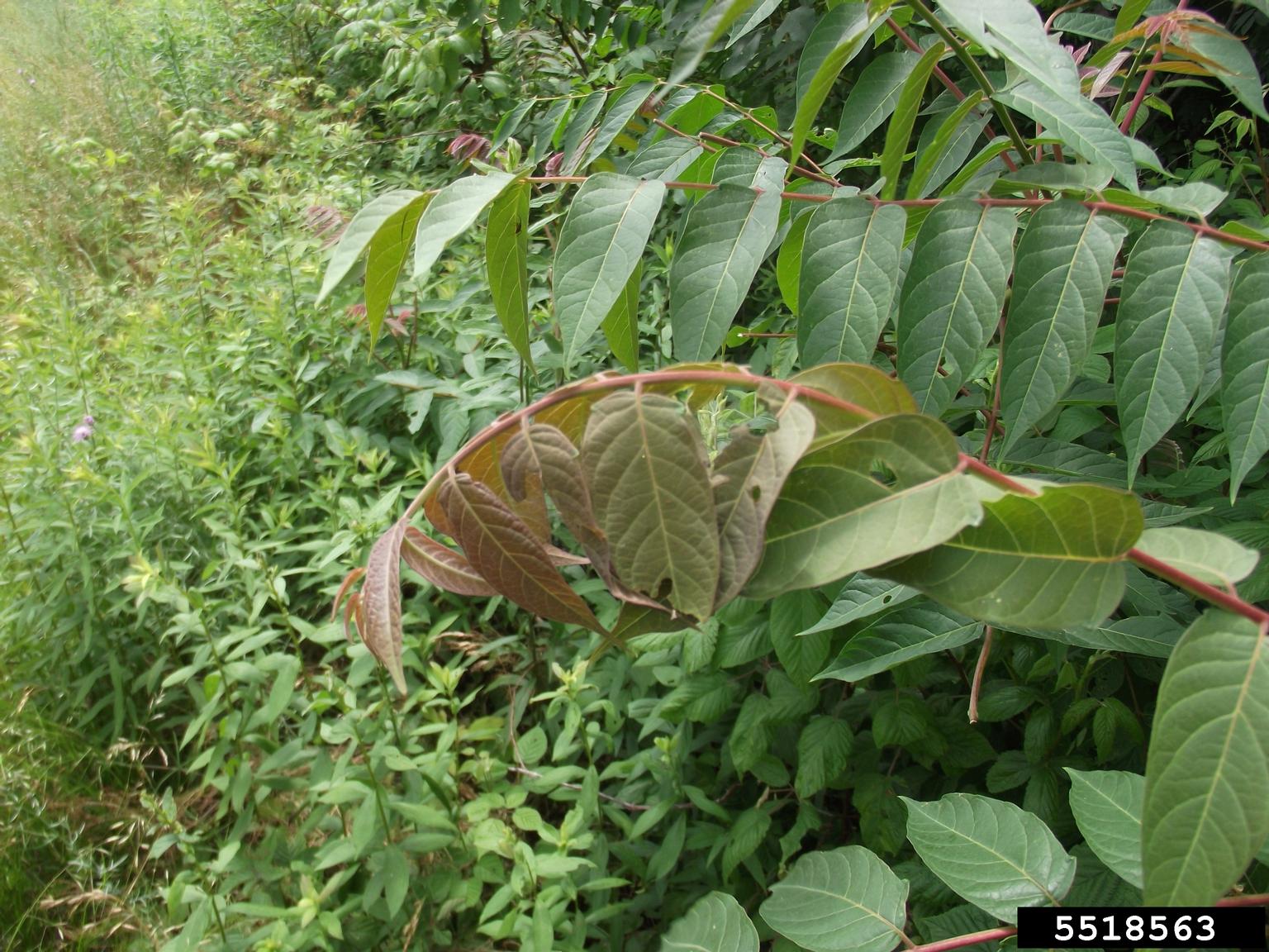 treeofheaven (Ailanthus altissima)