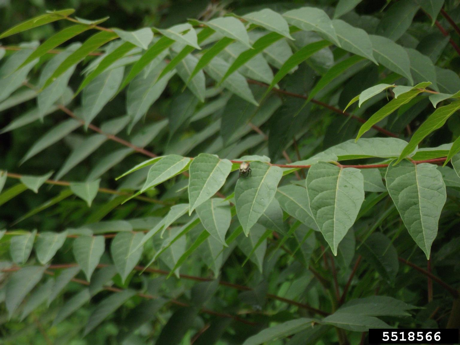 treeofheaven (Ailanthus altissima)