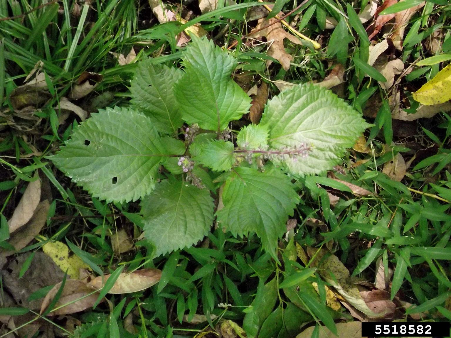 perilla mint (Perilla frutescens)