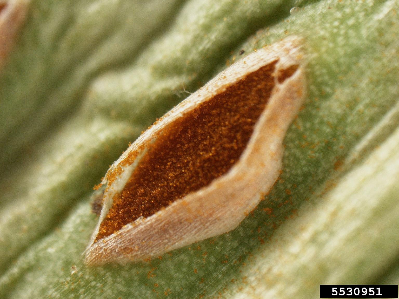 onion rust (Puccinia allii)