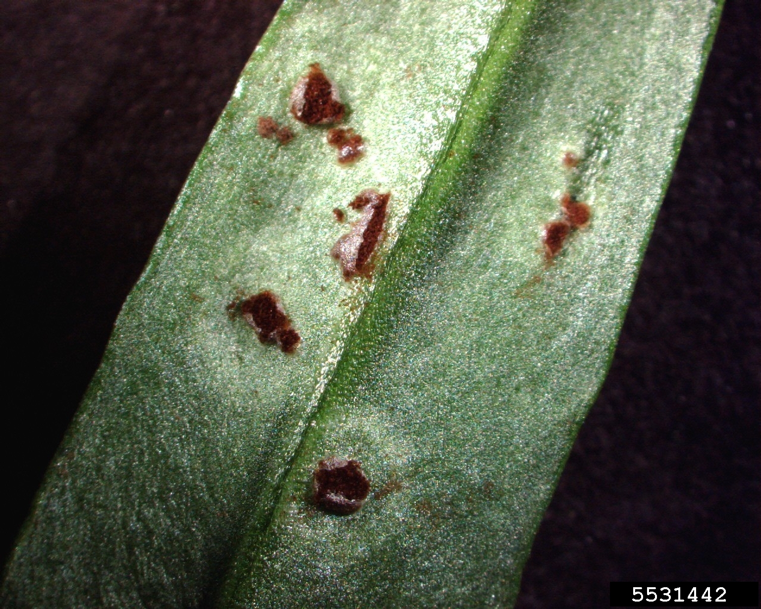 sagebrush (Genus Artemisia)