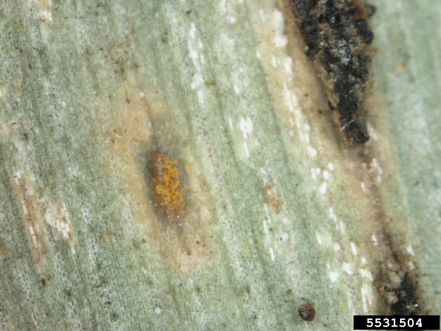 puccinia rusts (Genus Puccinia)