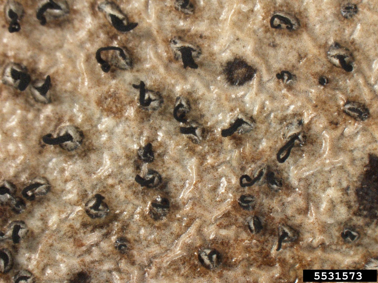 Pestalotiopsis blight (Pestalotiopsis guepinii)