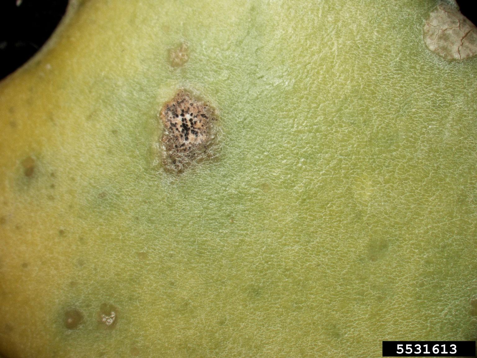 black spot of papaya (Asperisporium caricae)