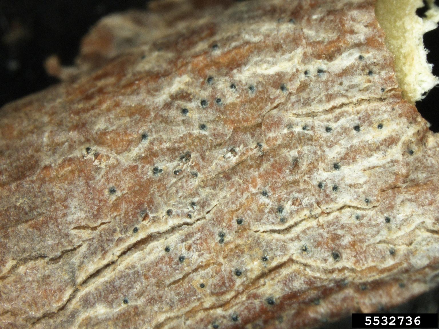 Mycosphaerella fungi (Genus Mycosphaerella)