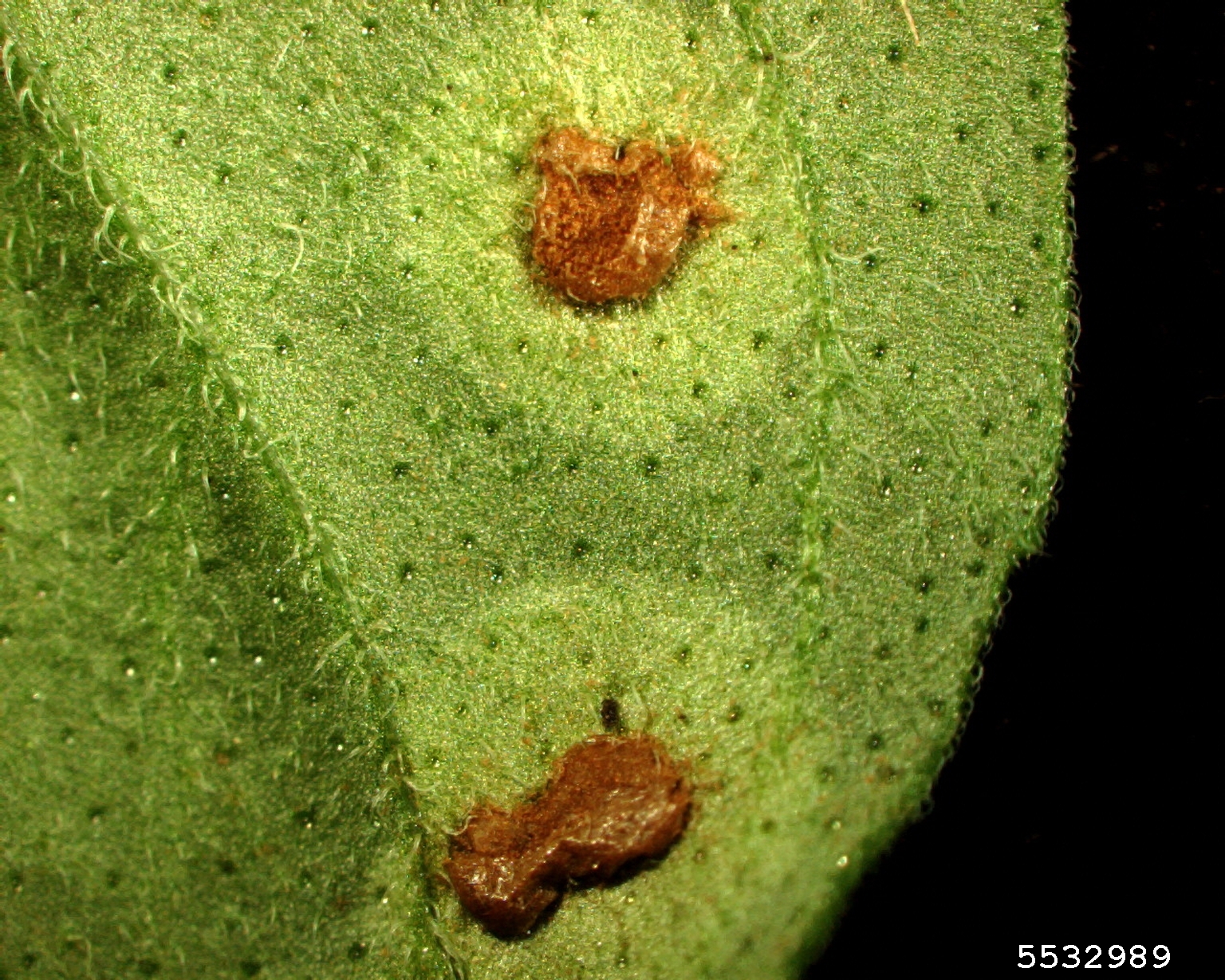 mint rust (Puccinia menthae)