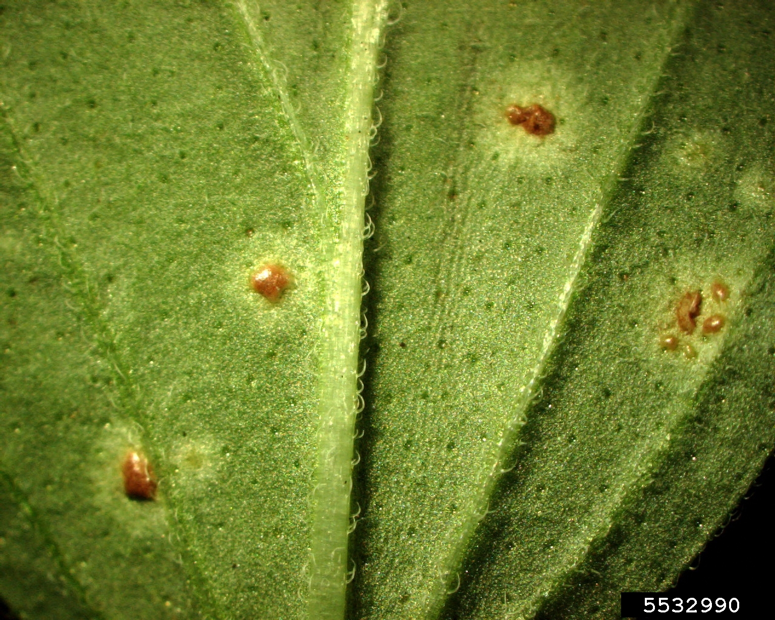 mint rust (Puccinia menthae)