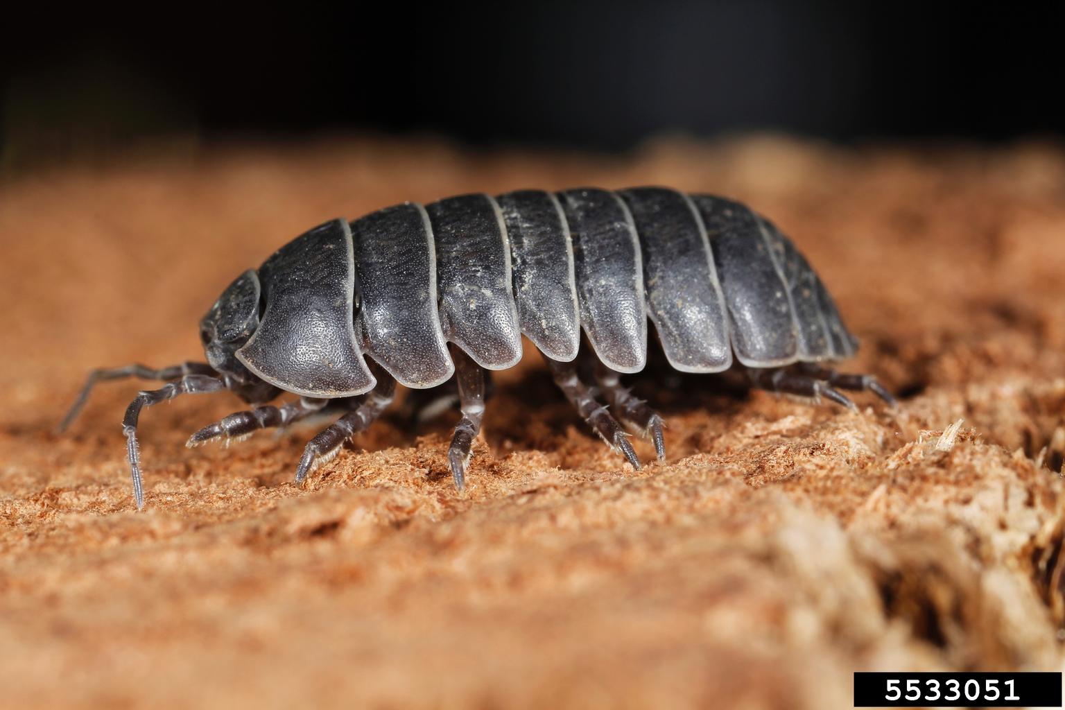 pill bug (Armadillidium vulgare)