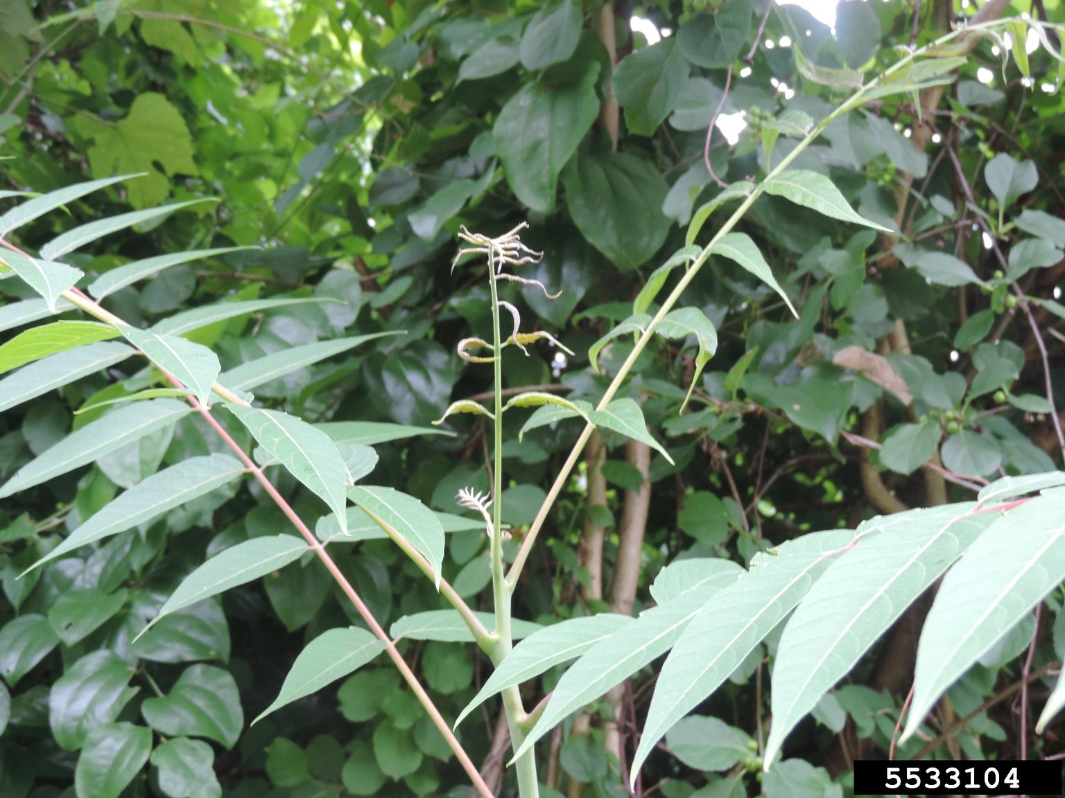 treeofheaven (Ailanthus altissima)
