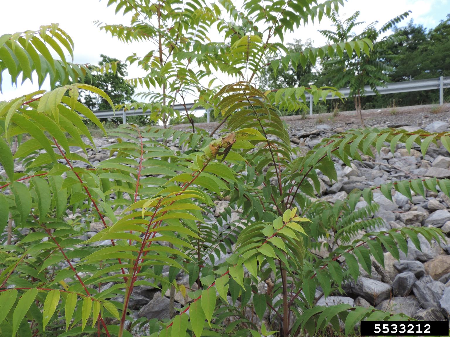 treeofheaven (Ailanthus altissima)