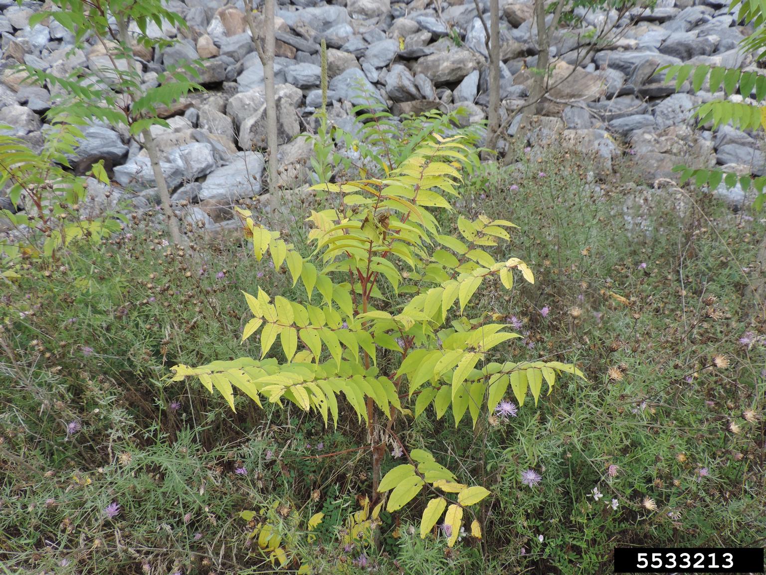 treeofheaven (Ailanthus altissima)