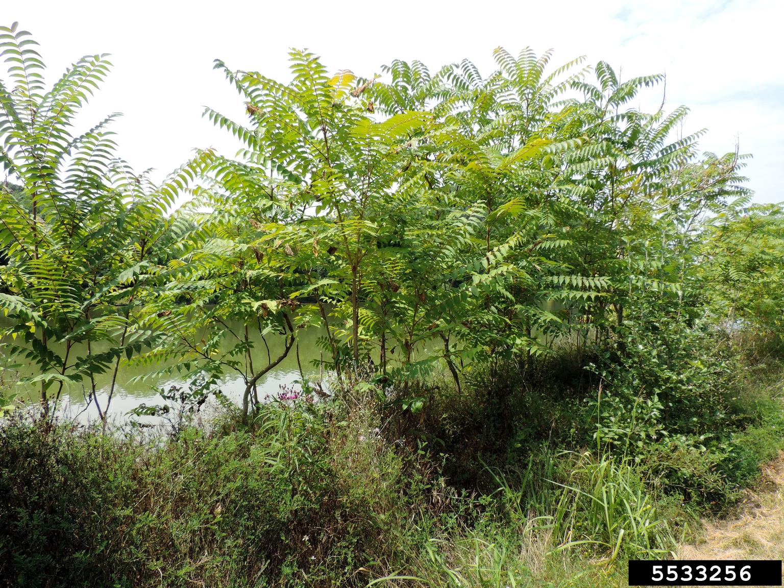 treeofheaven (Ailanthus altissima)
