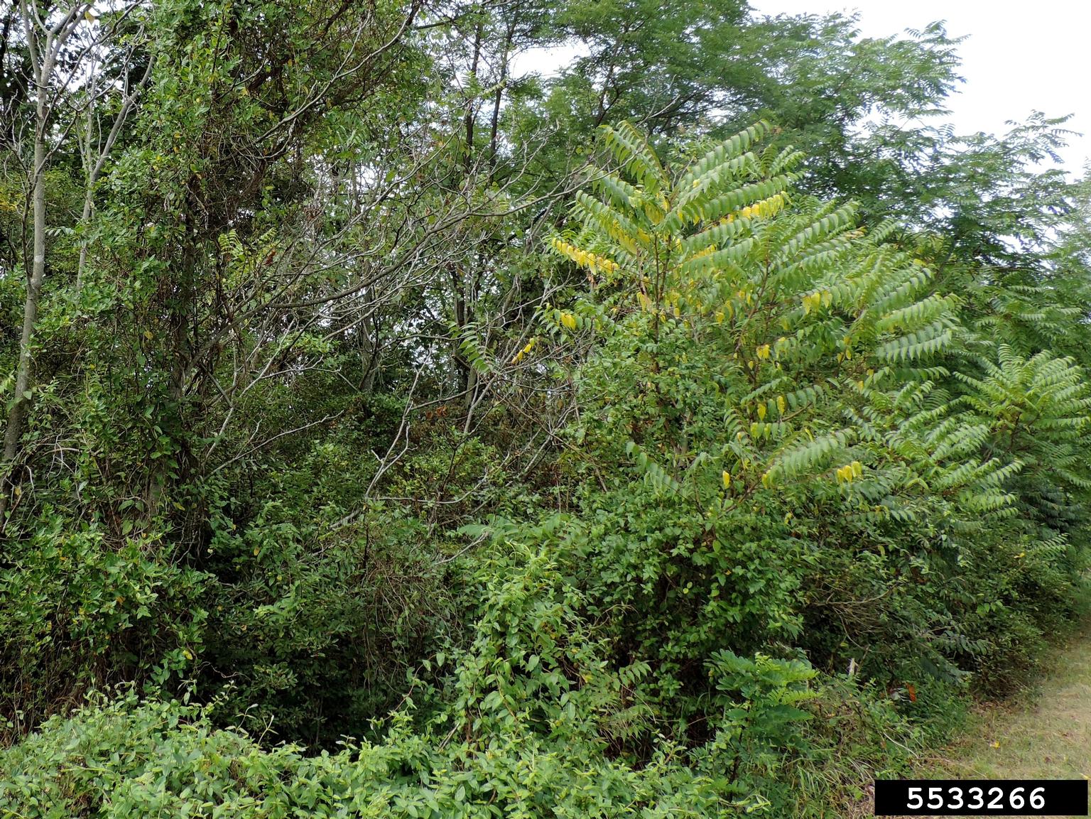 tree-of-heaven, Ailanthus altissima (Sapindales: Simaroubaceae) - 5533266