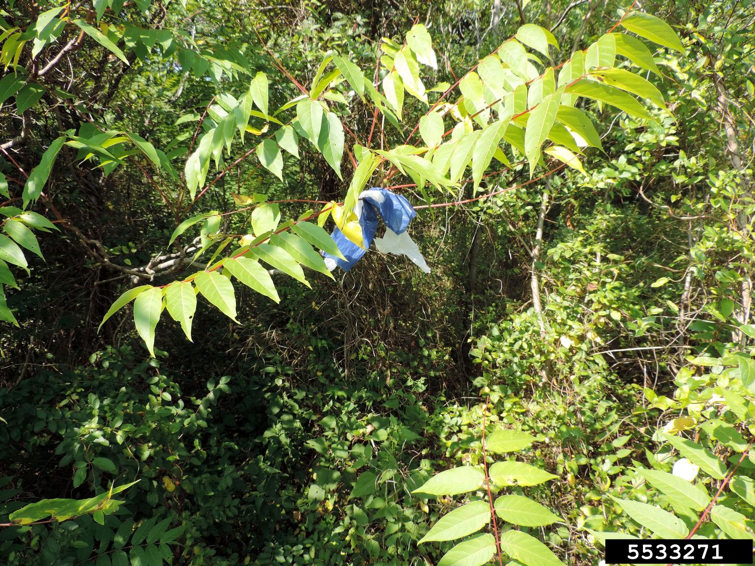 treeofheaven (Ailanthus altissima)
