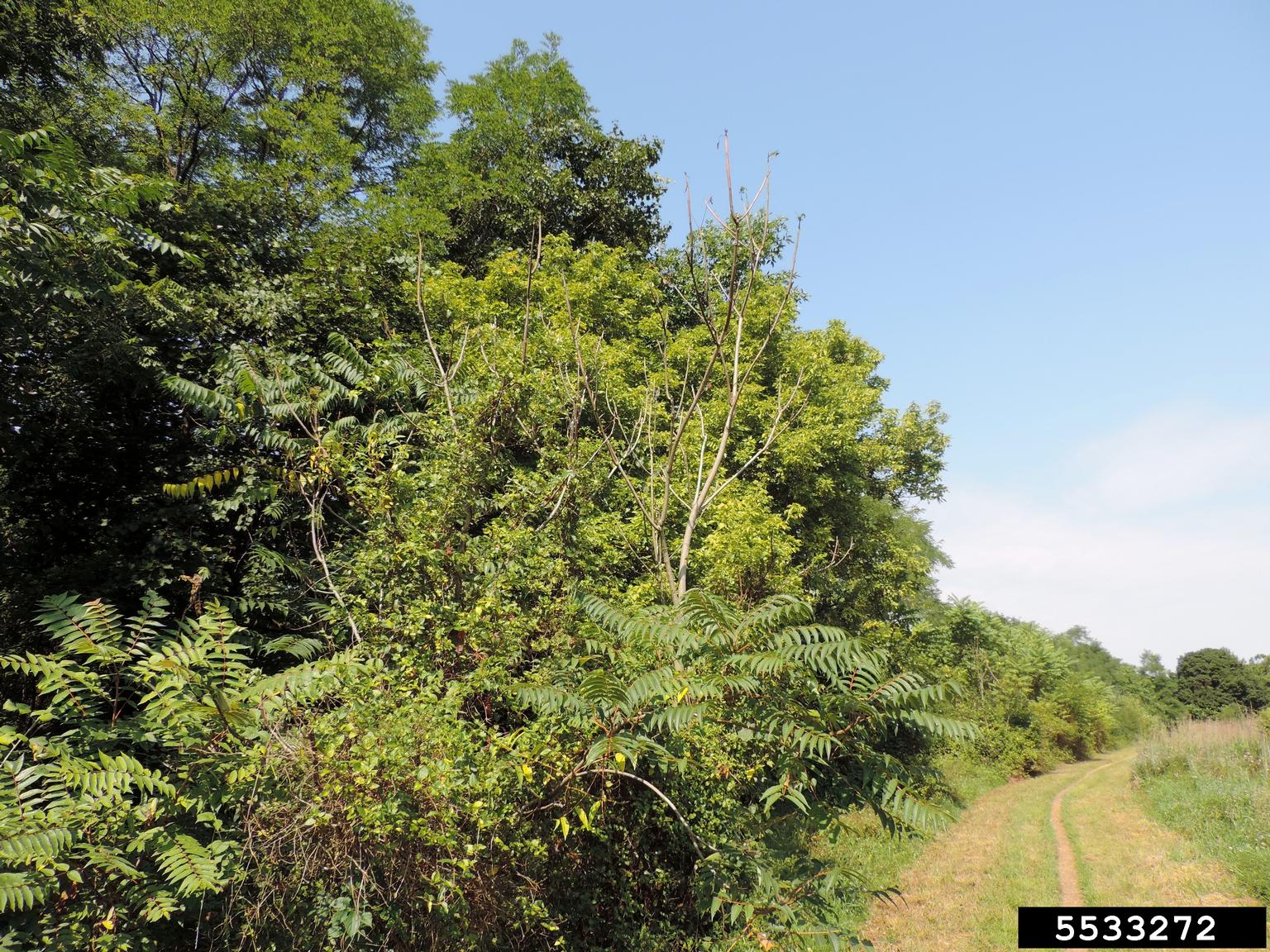 treeofheaven (Ailanthus altissima)