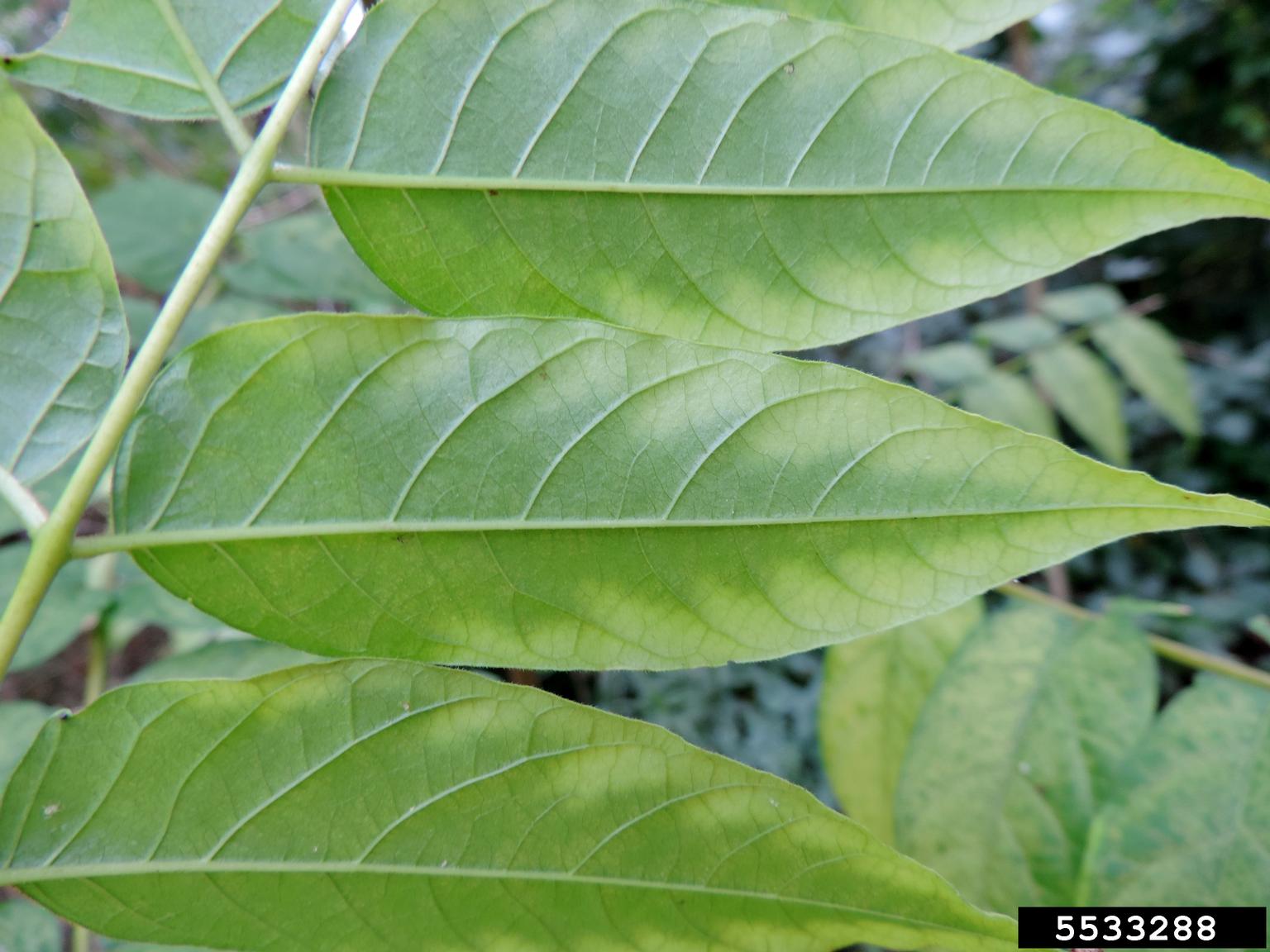 treeofheaven (Ailanthus altissima)