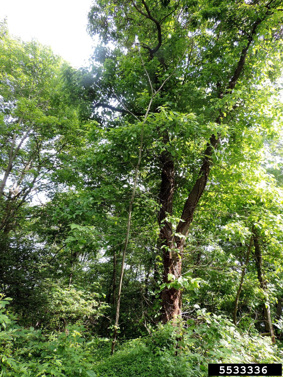 treeofheaven (Ailanthus altissima)