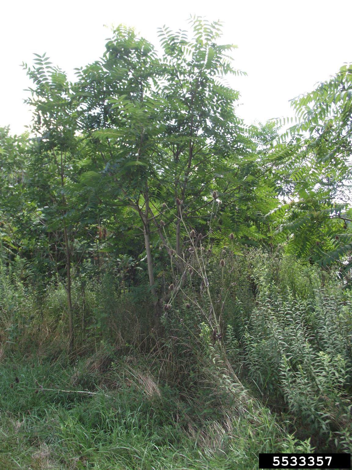 treeofheaven (Ailanthus altissima)