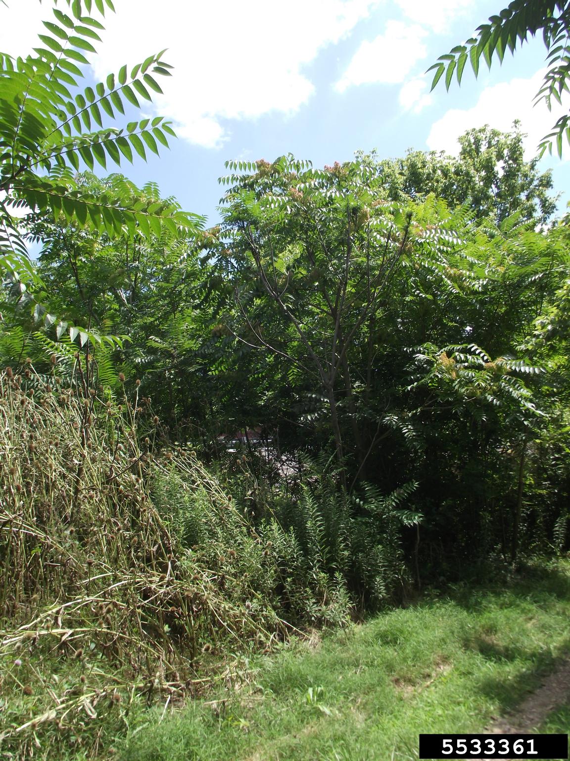 treeofheaven (Ailanthus altissima)