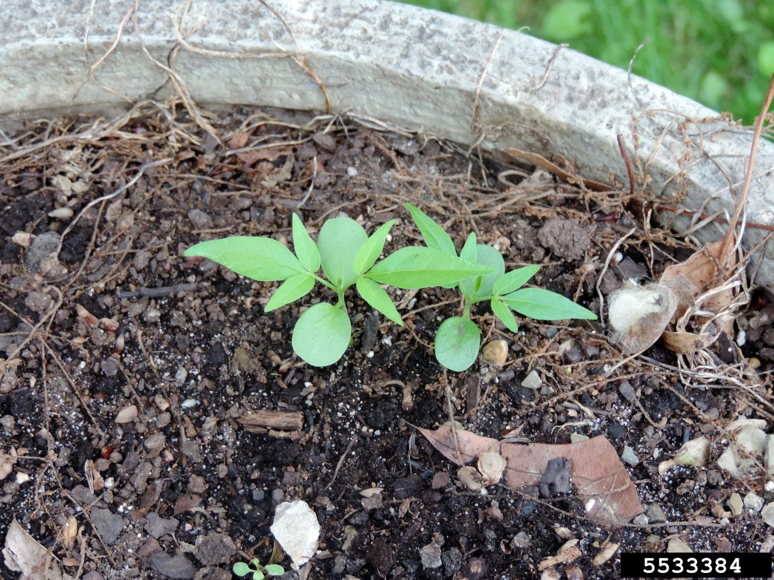 treeofheaven (Ailanthus altissima)