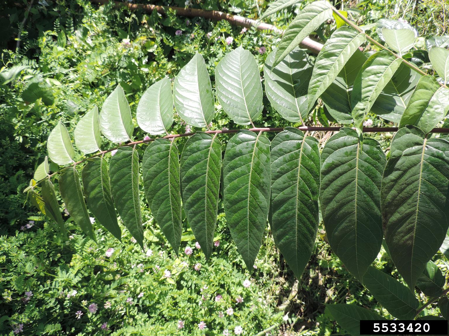 treeofheaven (Ailanthus altissima)