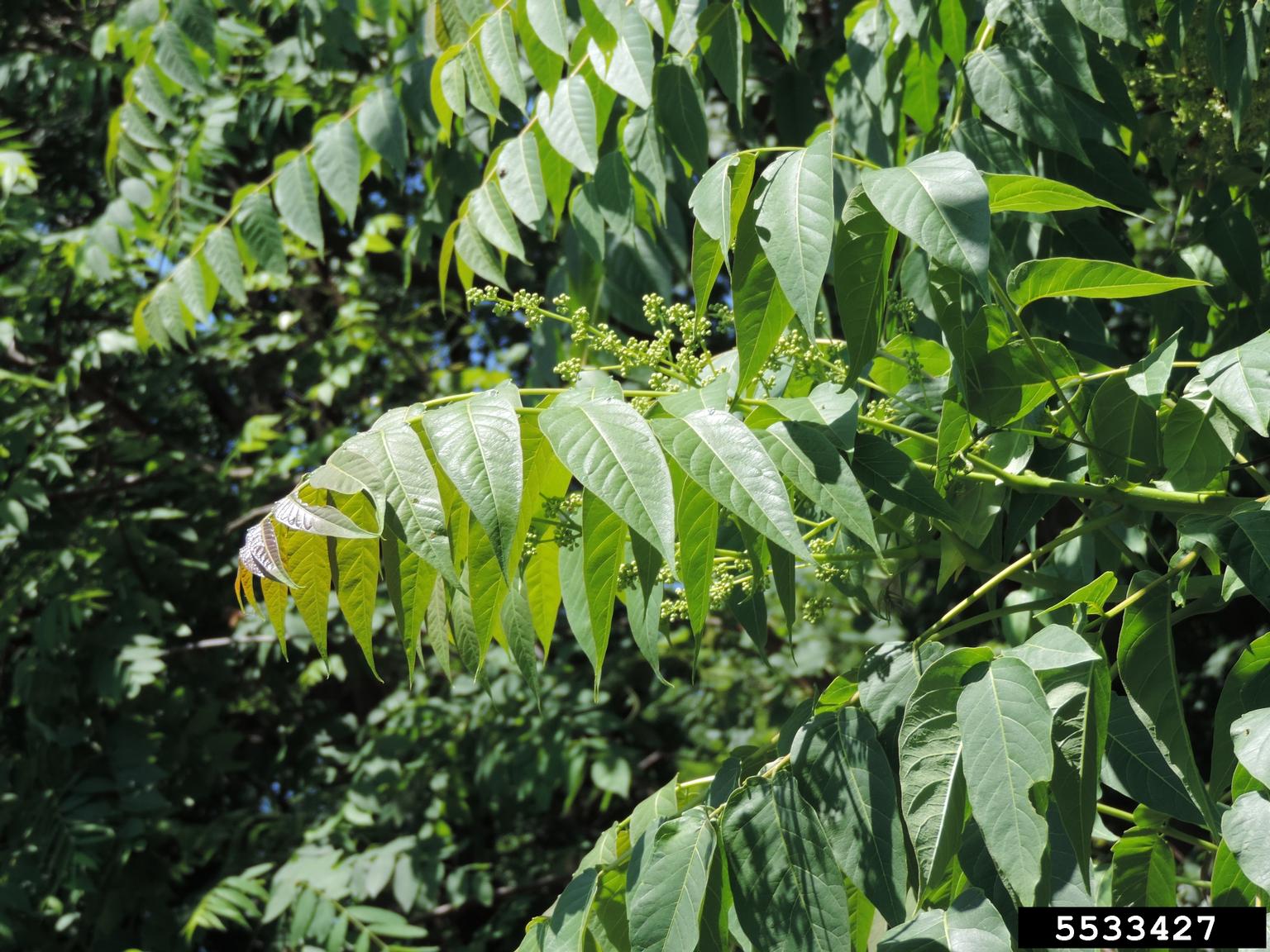 treeofheaven (Ailanthus altissima)