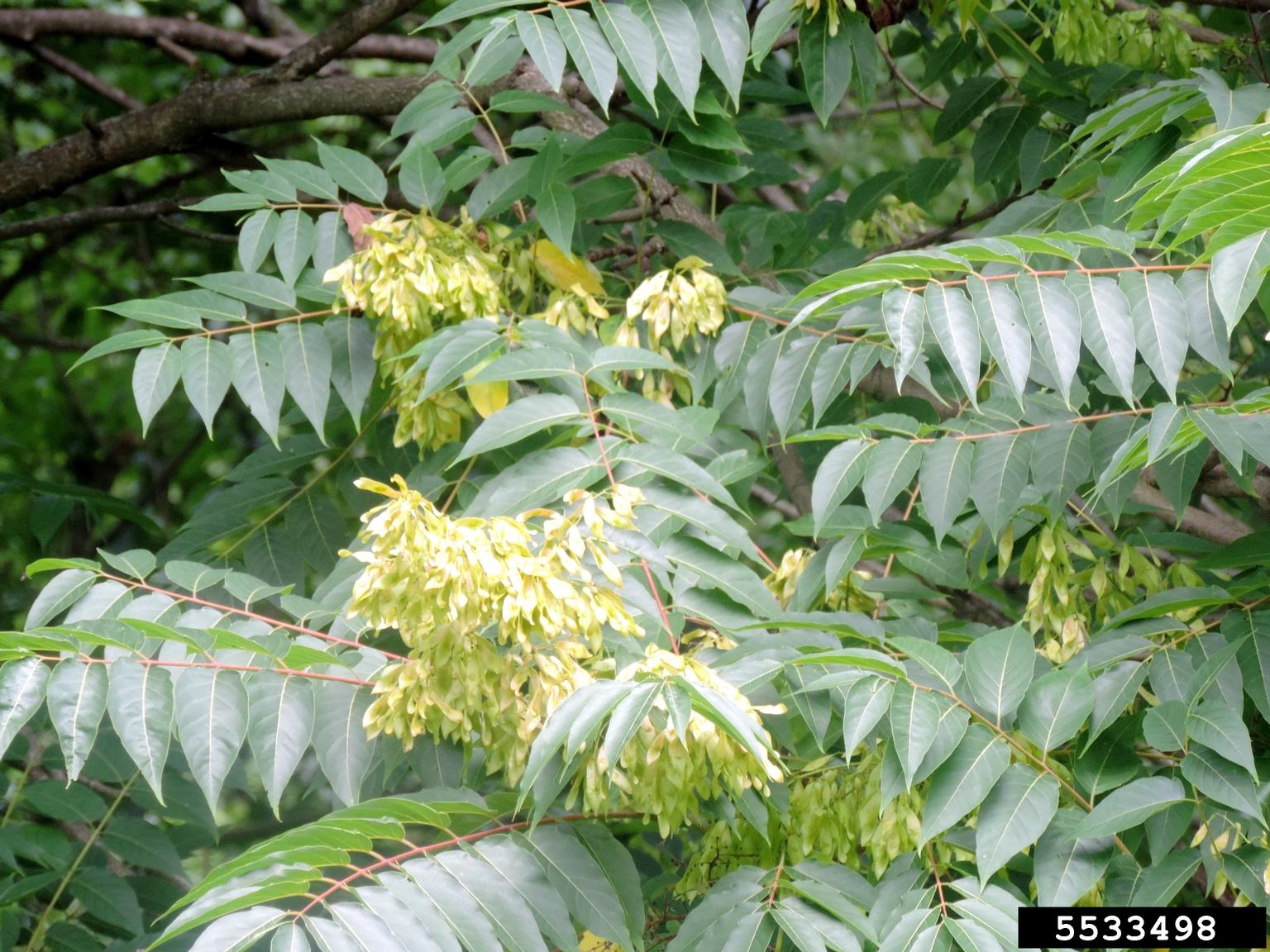 treeofheaven (Ailanthus altissima)