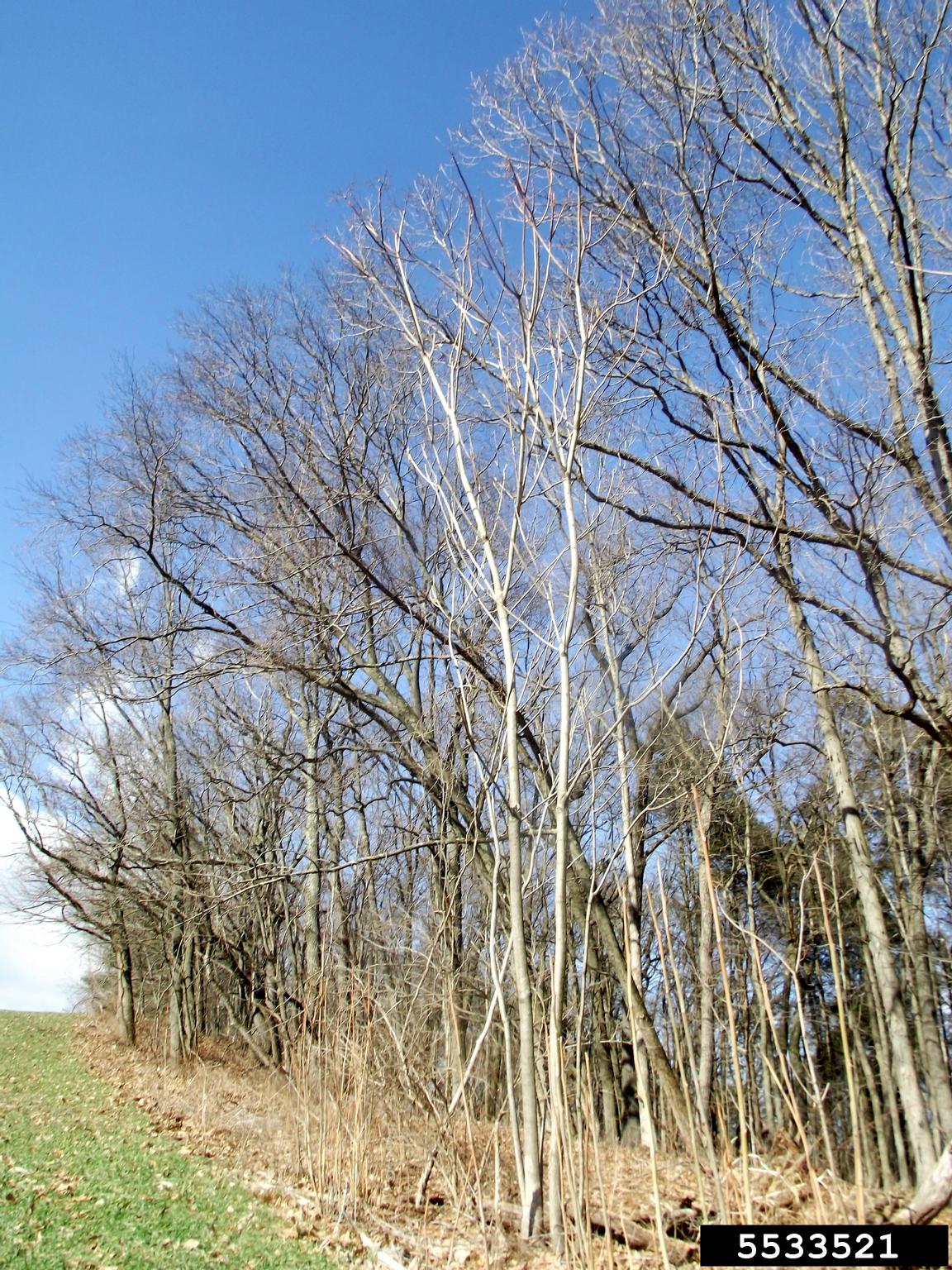 treeofheaven (Ailanthus altissima)