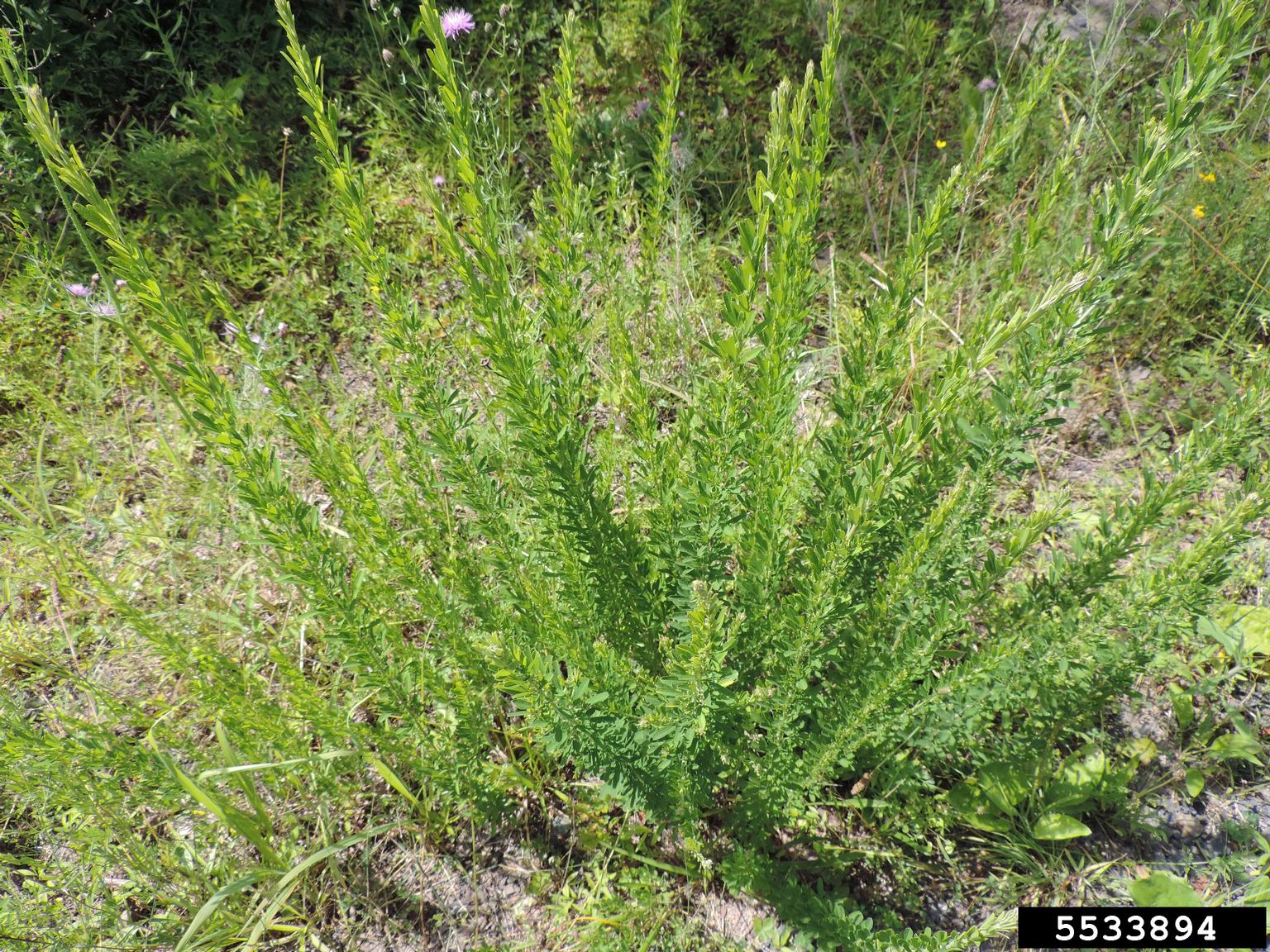 sericea lespedeza (Lespedeza cuneata)